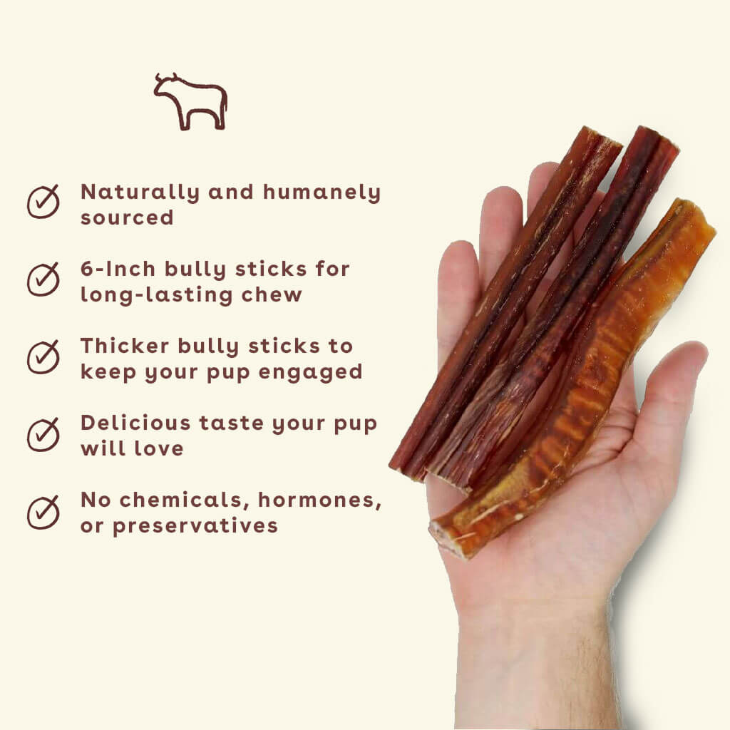 New_Bully-stick-chew-in-hand-with-benefits