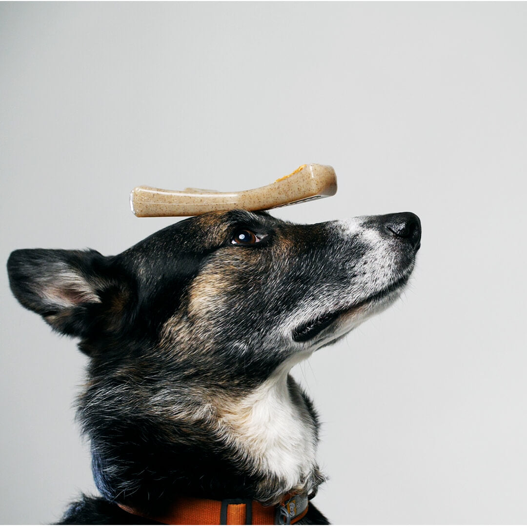 dog with wisbhone toy on head | Pupford 