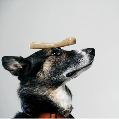 dog with wisbhone toy on head | Pupford 