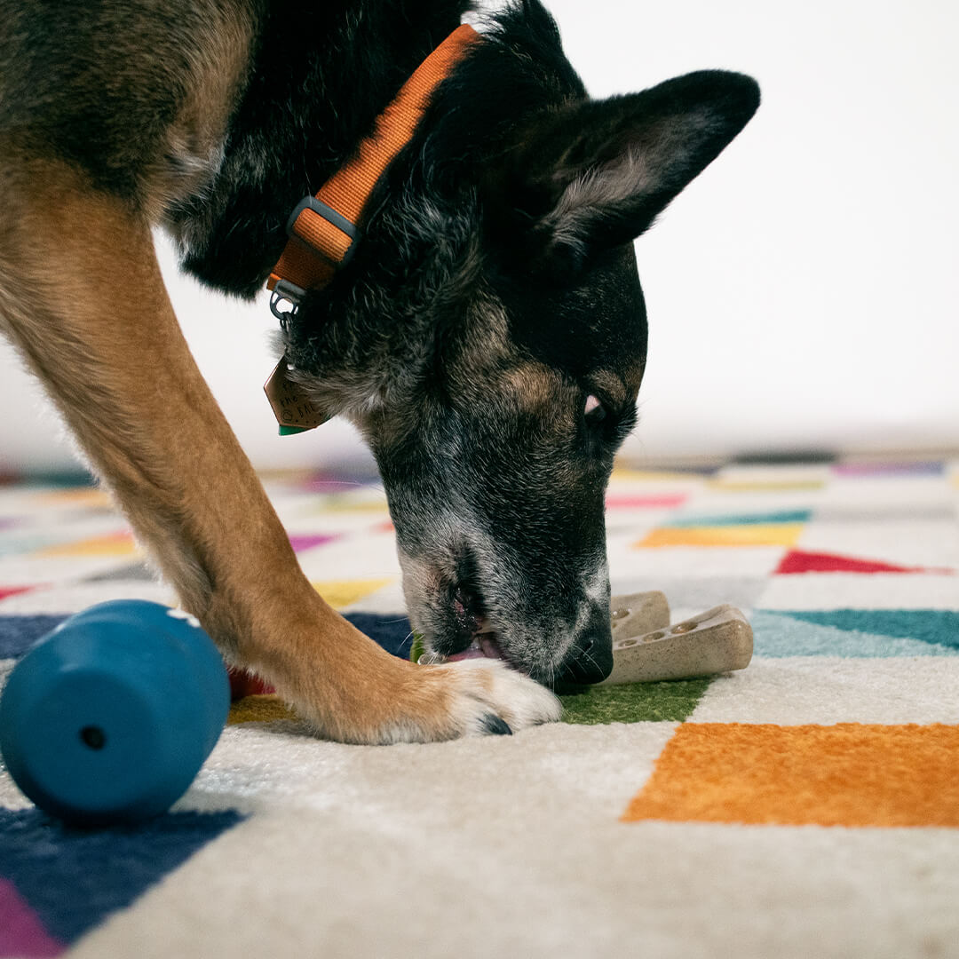 dog using wishbone chew toy | Pupford 