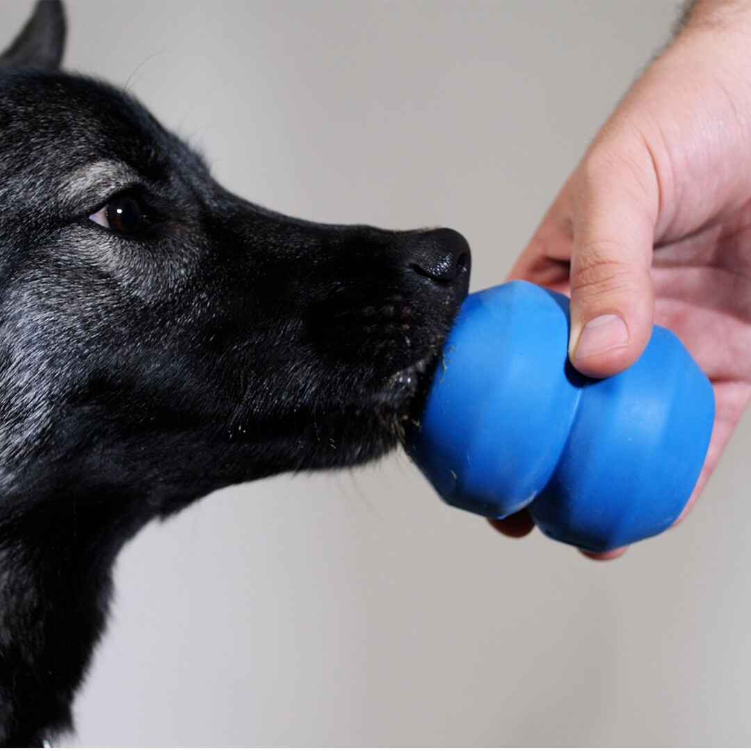 dog using double trouble chew toy | Pupford 