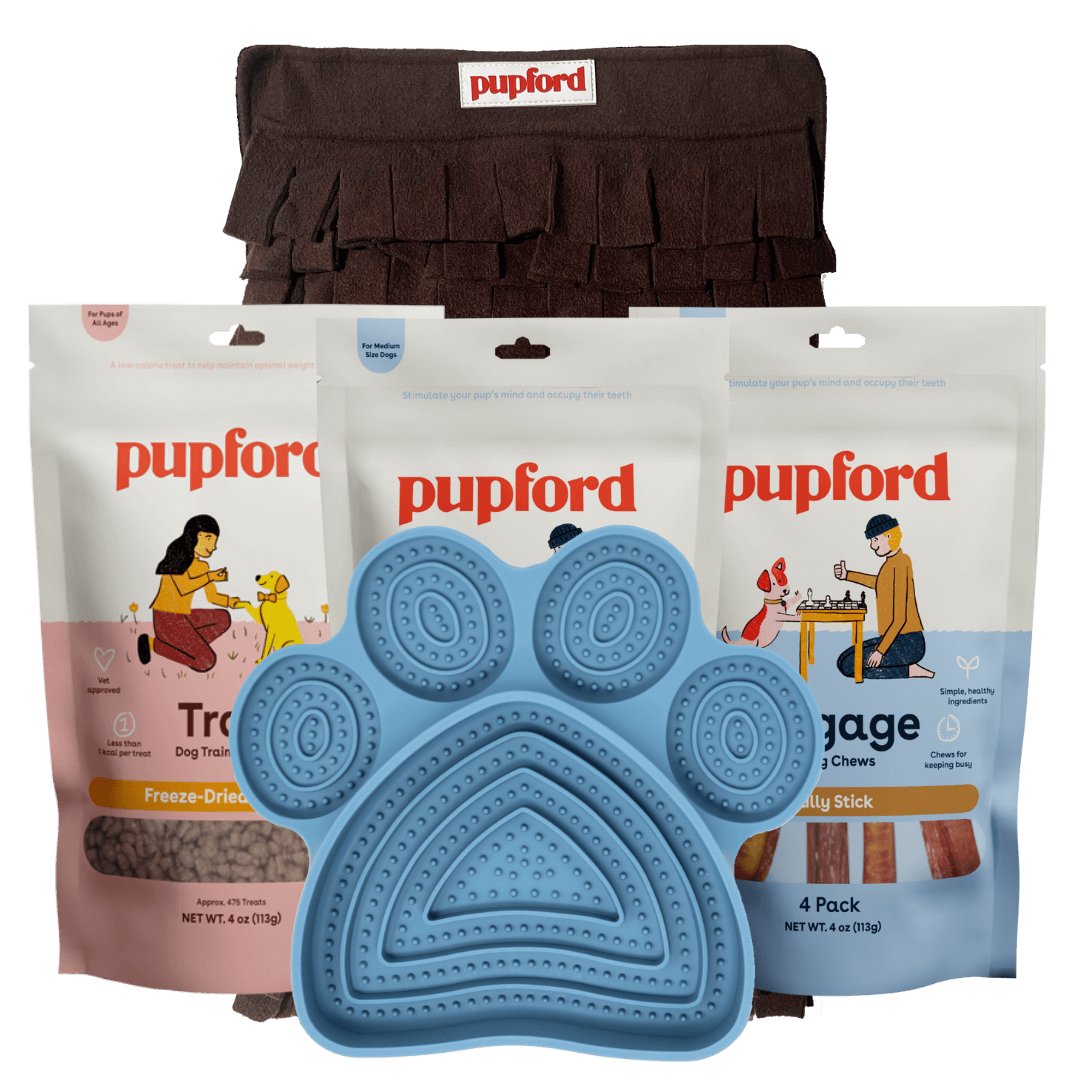 puppy and small dog time alone pack dog