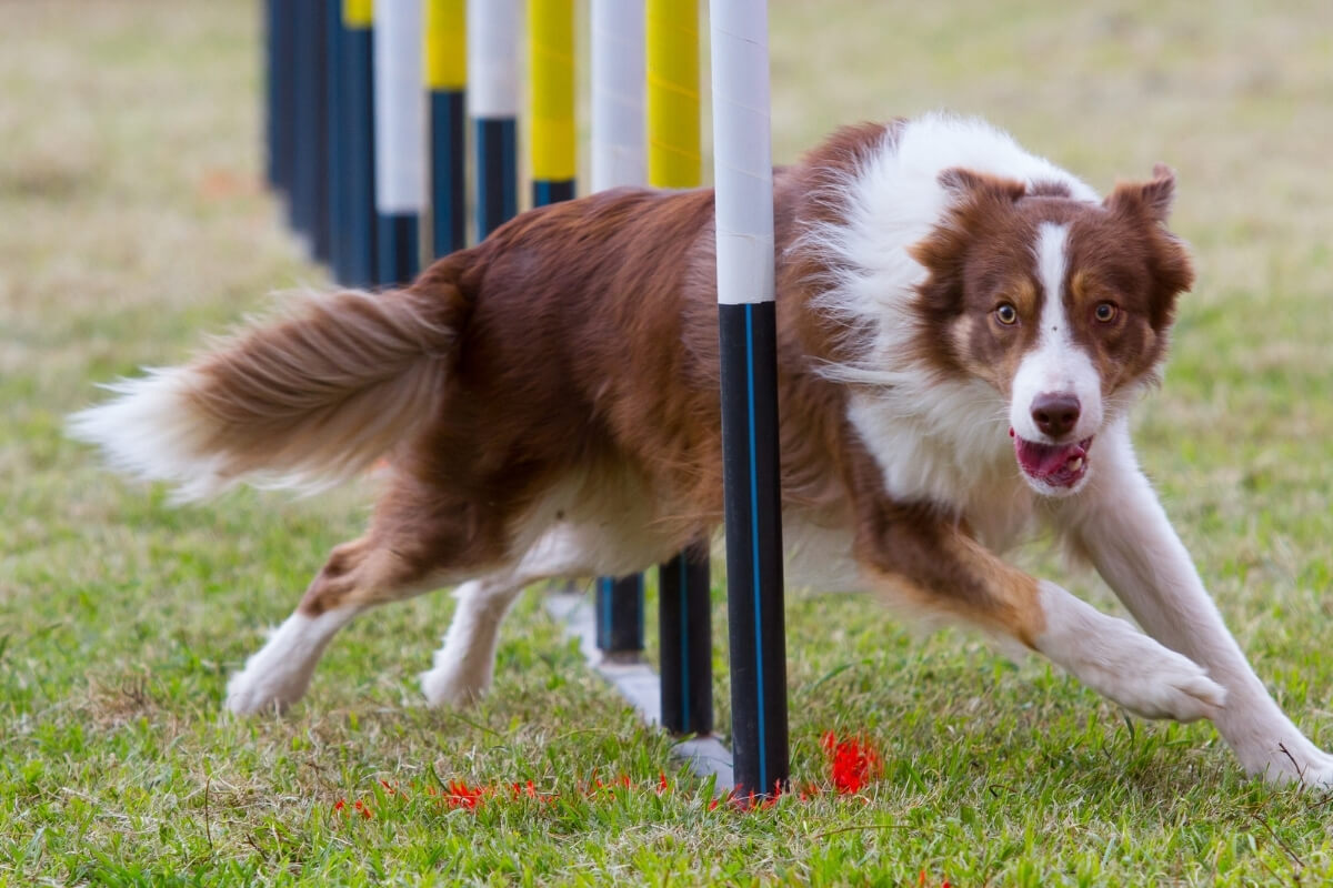 Intro to Dog Sports