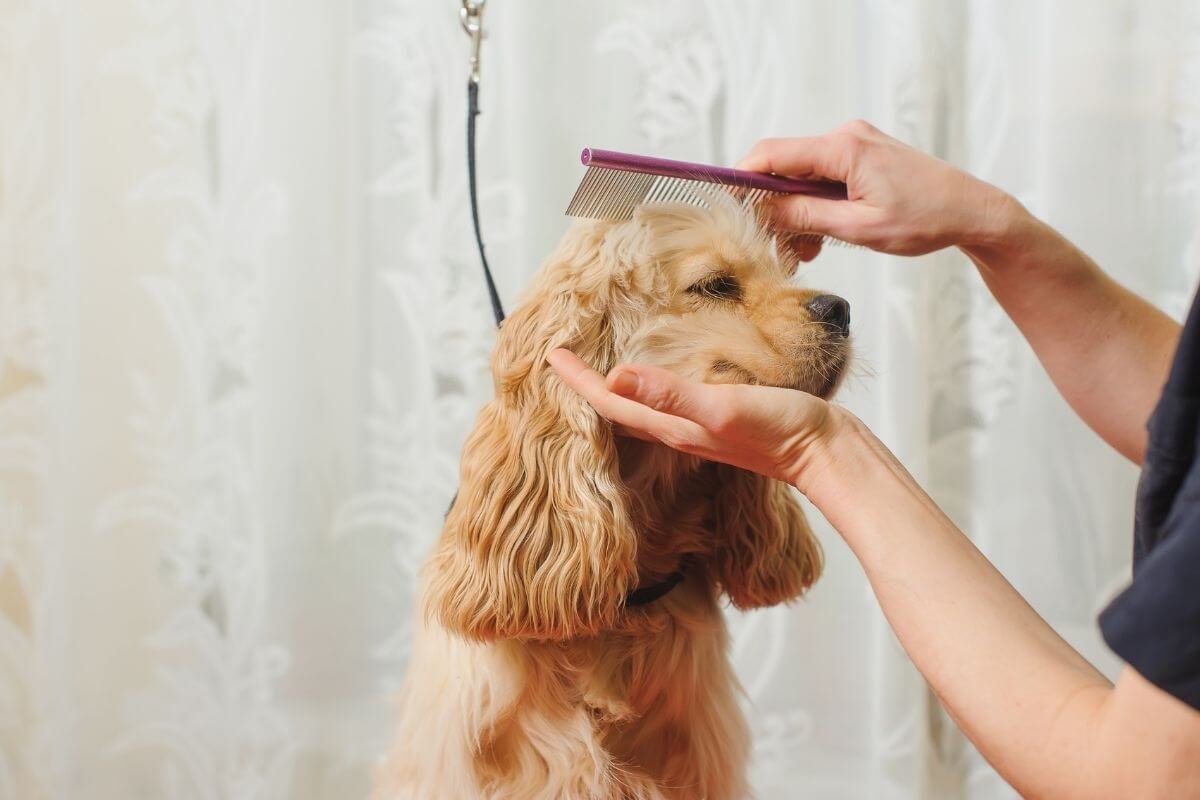 Benefits of At Home Grooming