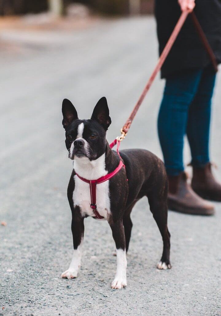 Benefits of Leash Walking