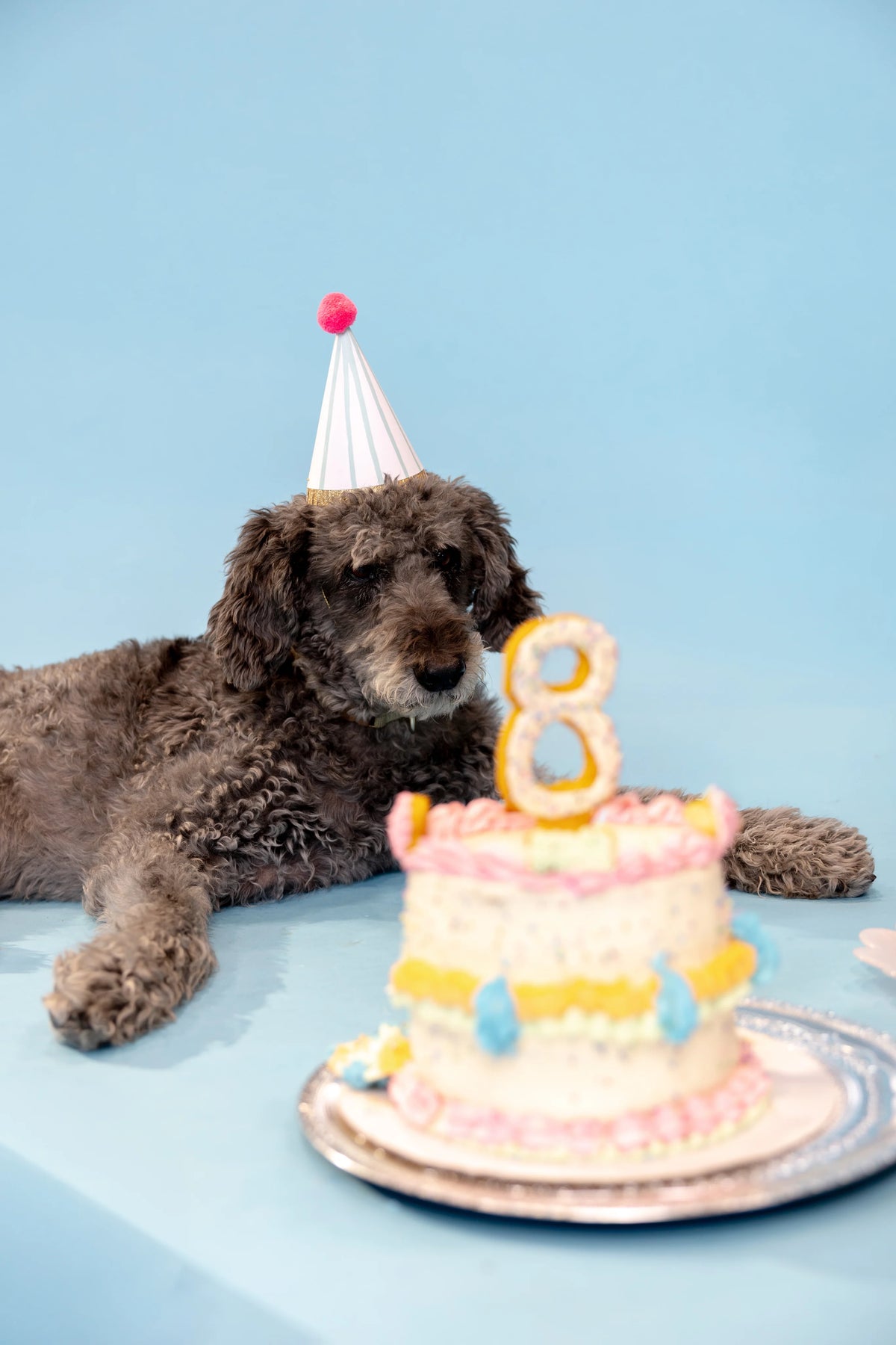 Dog wearing a party hat beside a birthday cake