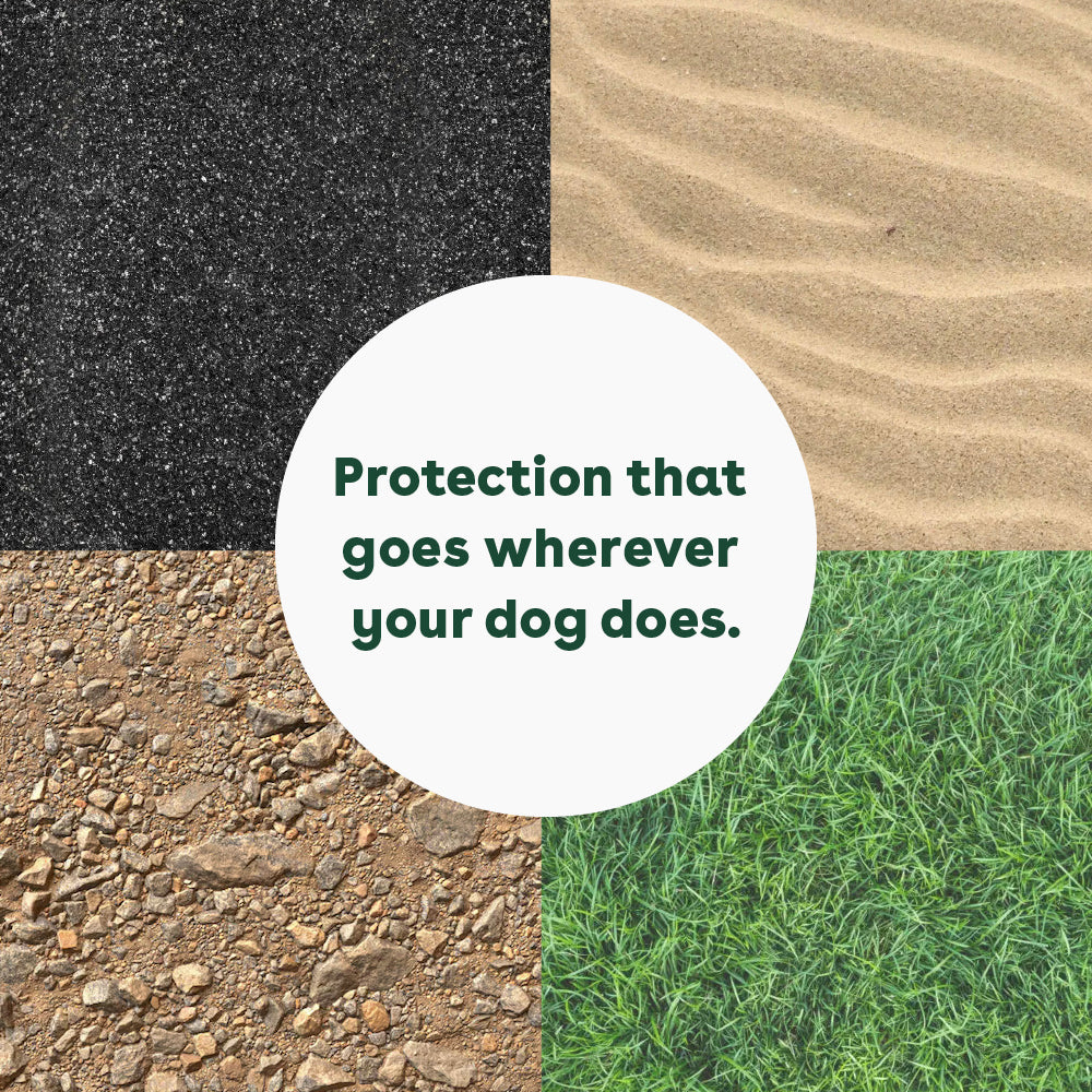 butter up paw balm protects paws on concrete, sand, grass, and rocks | Pupford