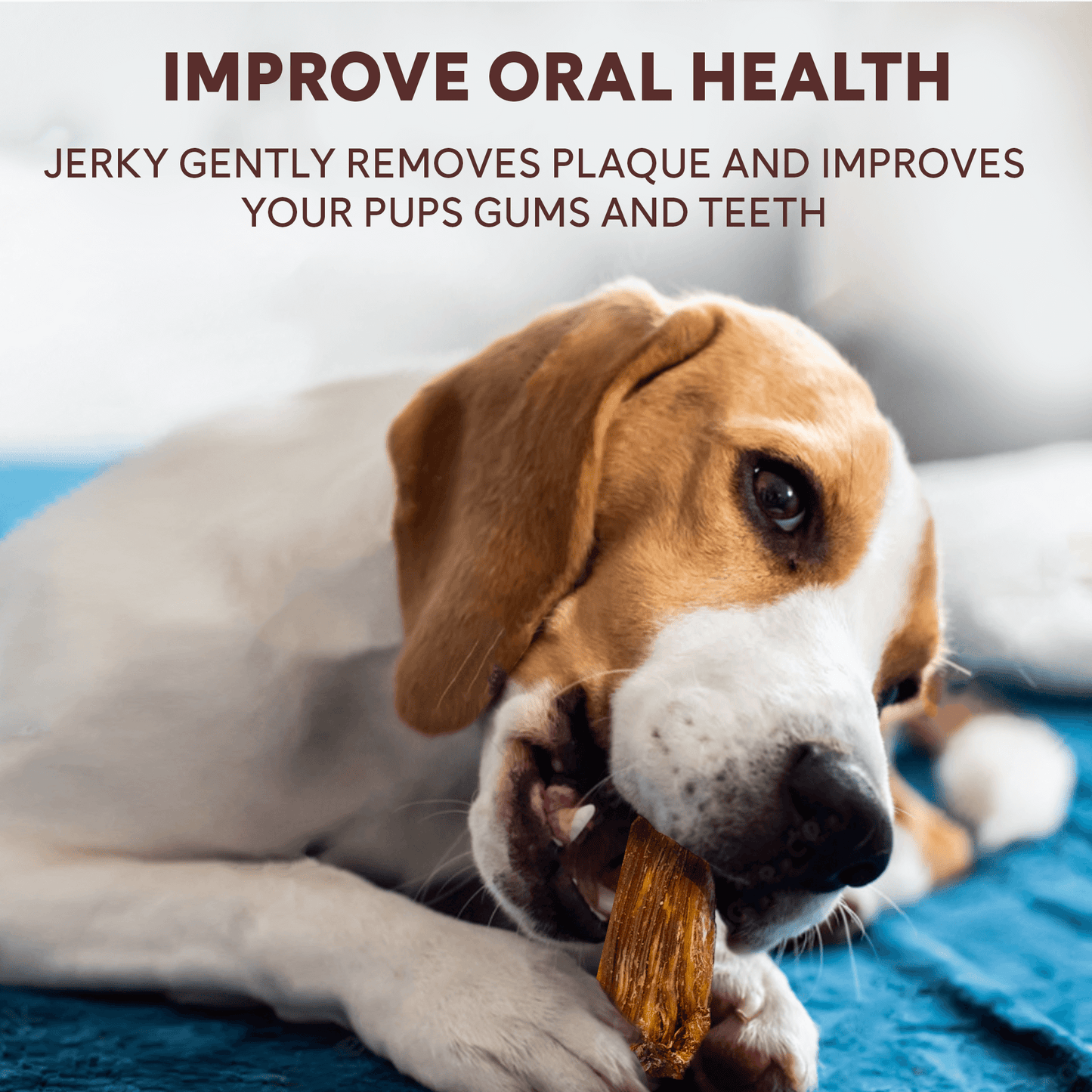 chicken jerky helps improve dog oral health by removing plaque | Pupford