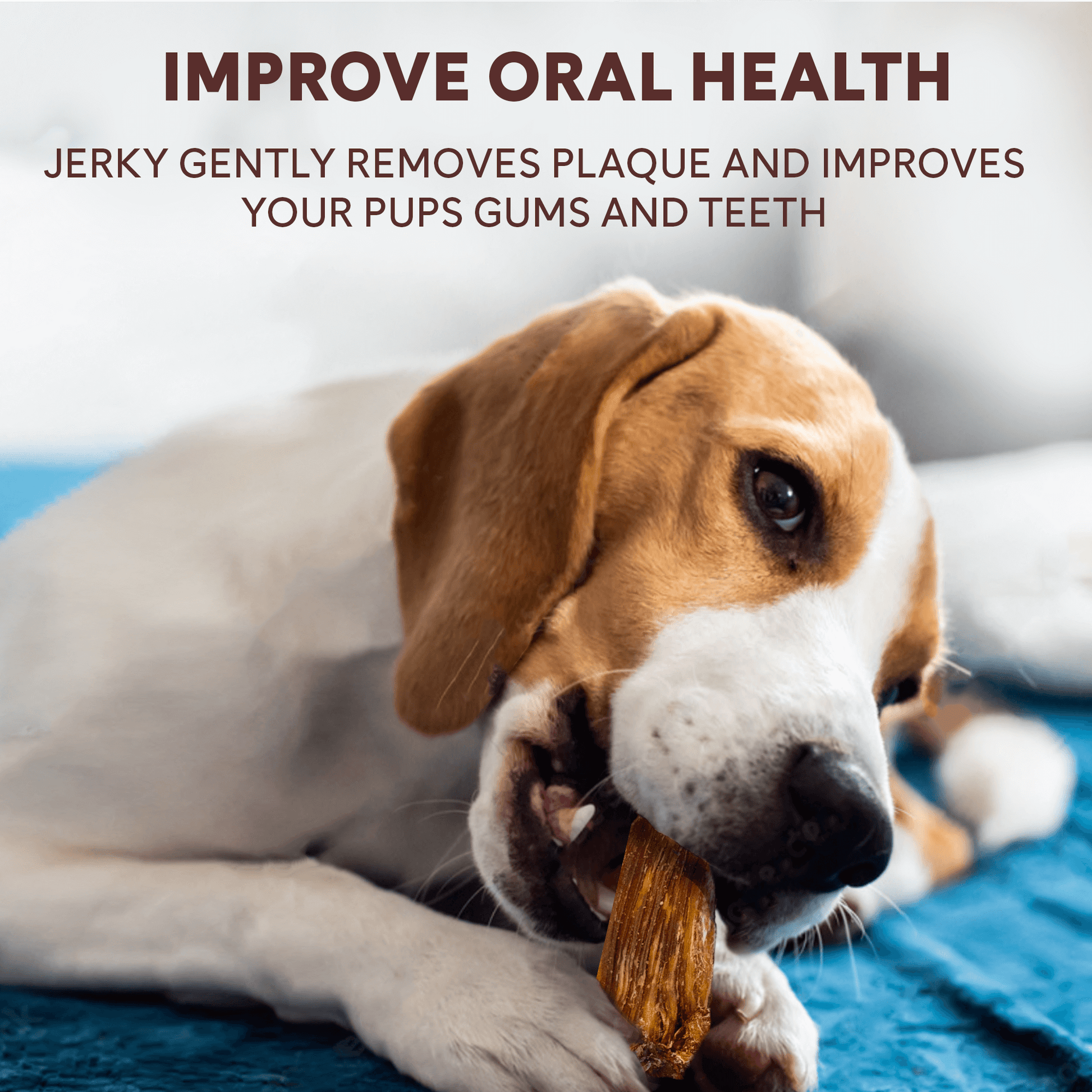 chicken jerky helps improve dog oral health by removing plaque | Pupford