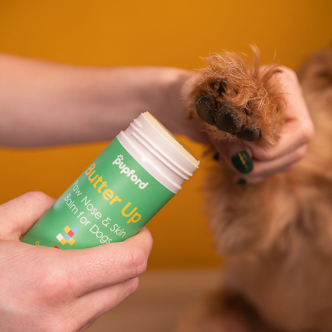 close of butter up going on dogs paws to relieve cracked paw pads | Pupford 