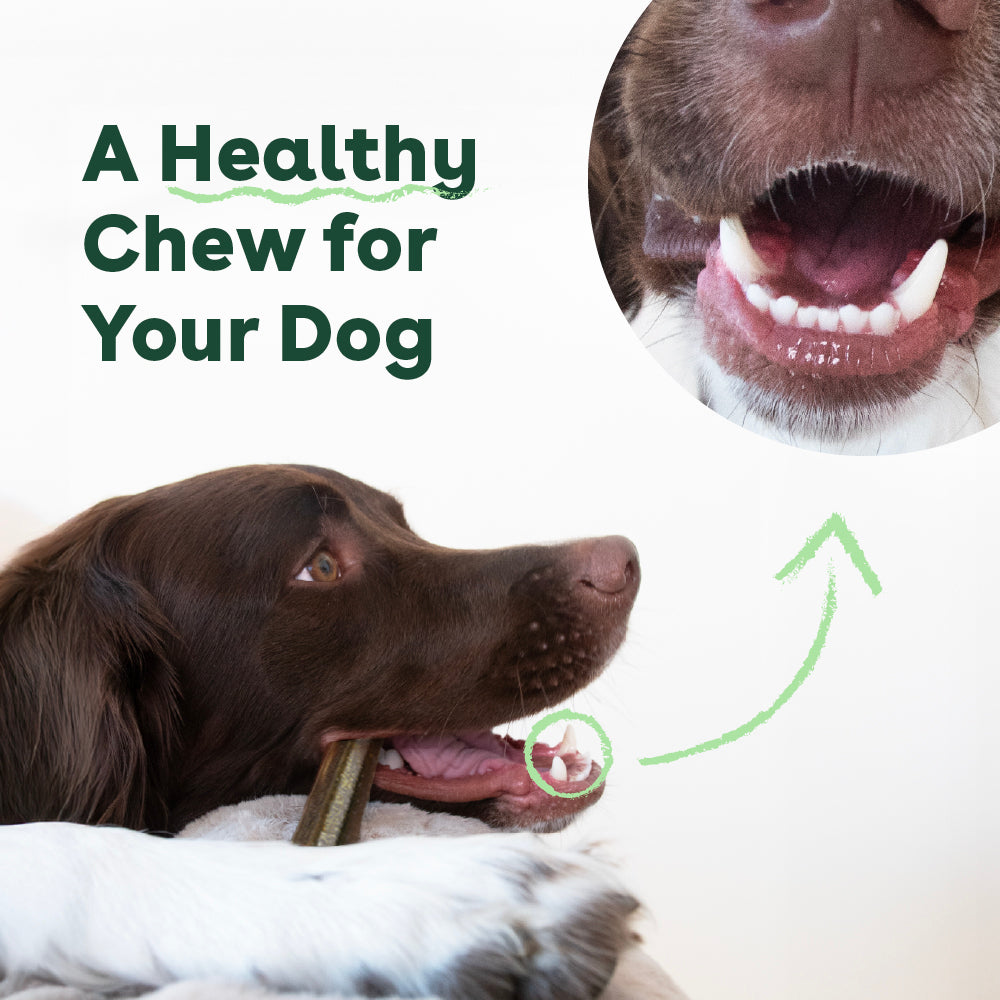 close up a dog with white teeth chewing a dental stick | Pupford