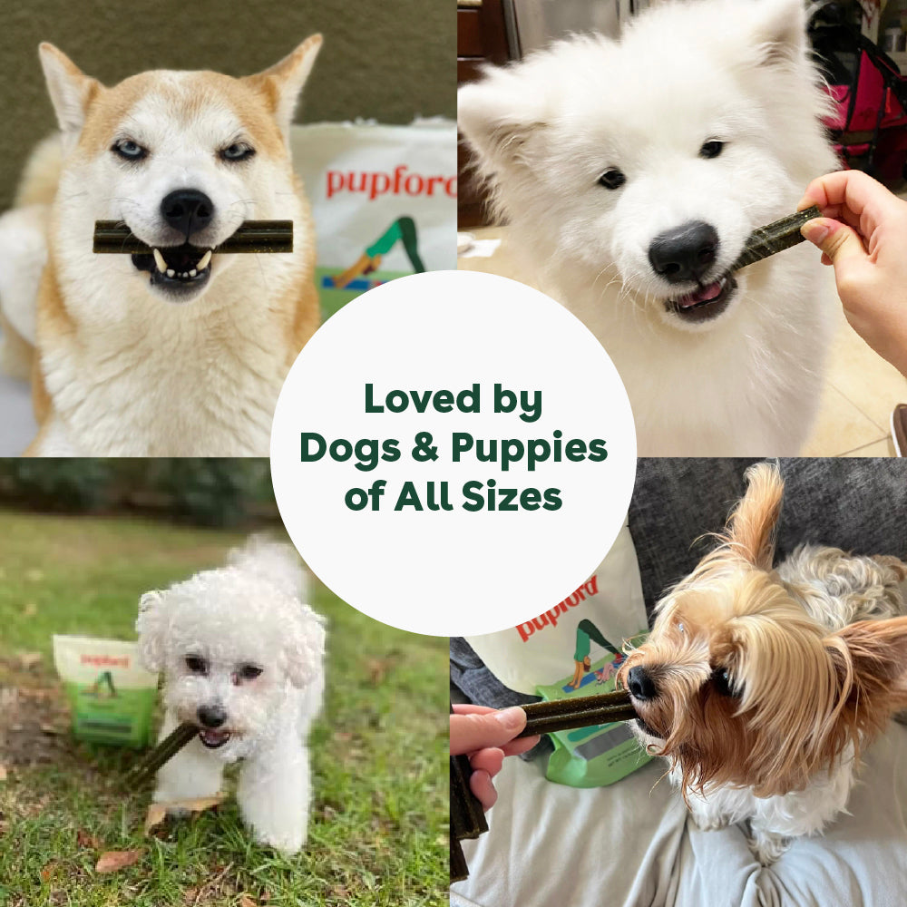 dental chews loved by dogs of all sizes | Pupford