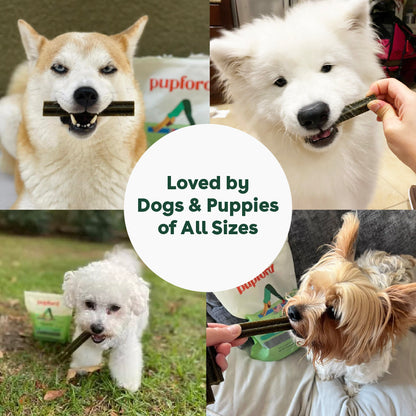 dental chews loved by dogs of all sizes | Pupford