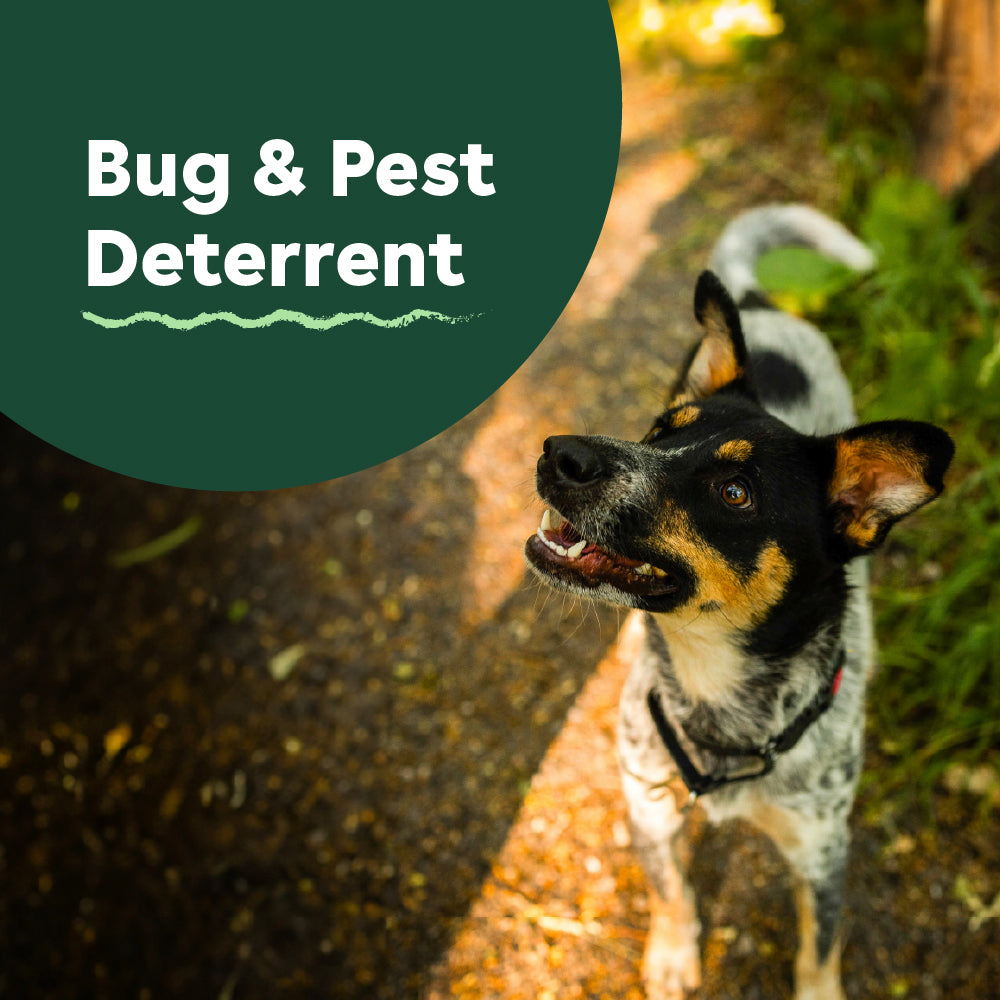 dry shampoo for dogs and puppies that helps deter bugs and pests | Pupford