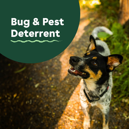 dry shampoo for dogs and puppies that helps deter bugs and pests | Pupford