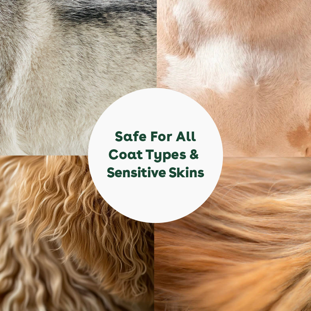dry shampoo that's safe for all coat types and sensitive skins | Pupford