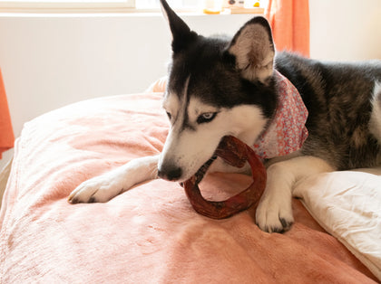 giveaway gallery dog bed