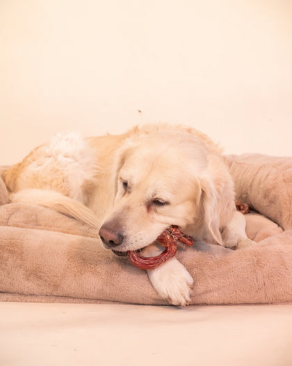 giveaway gallery puppy
