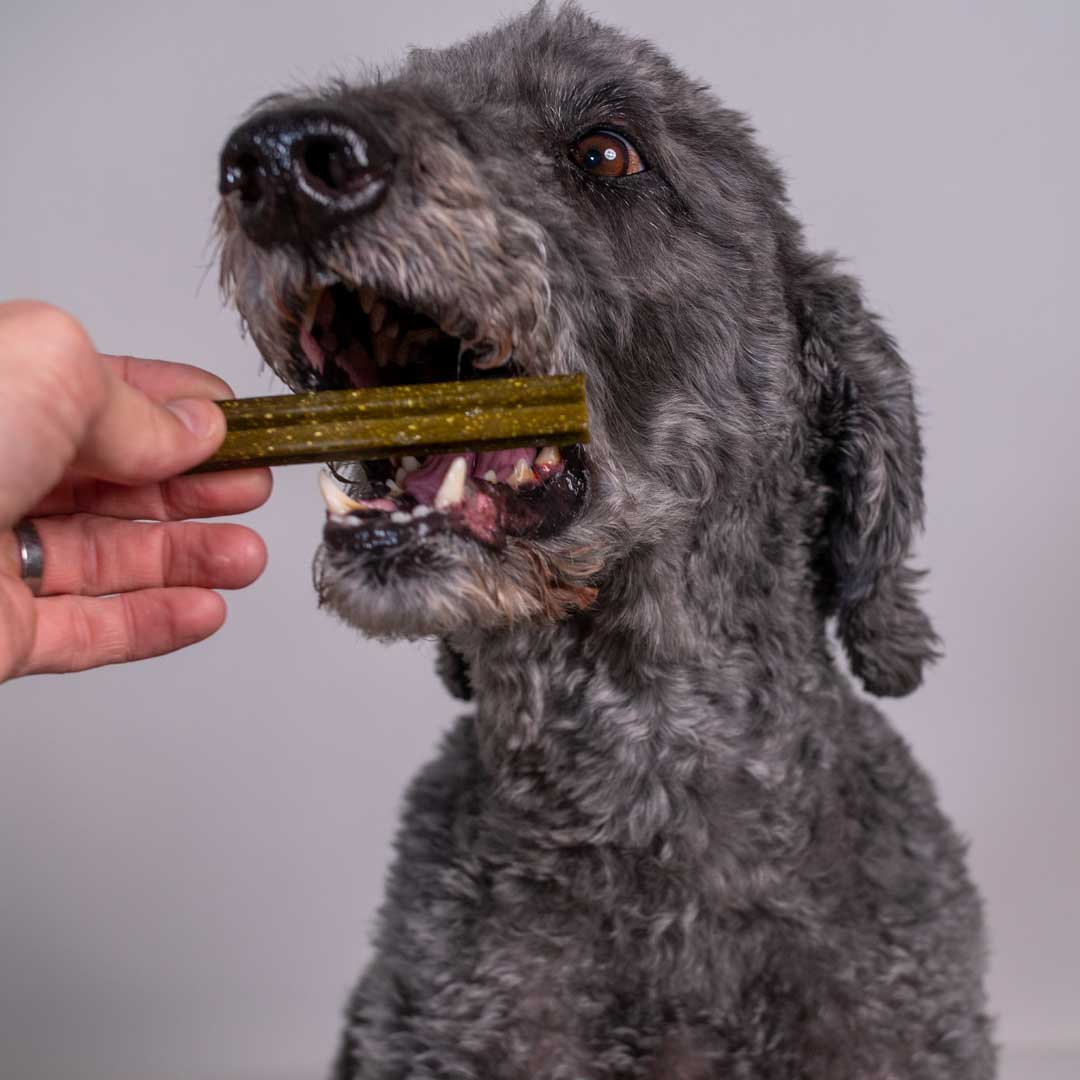 gray dog using a dental stick to clean her teeth | Pupford 