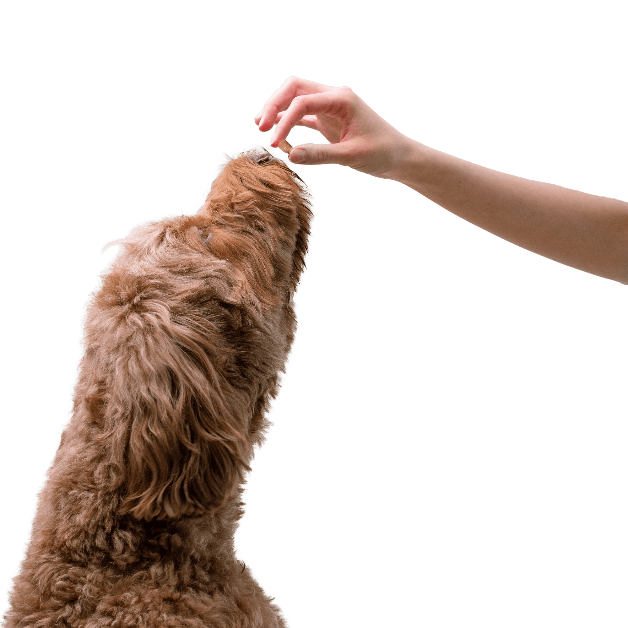 How to Use Double Sided Dog Toothbrush