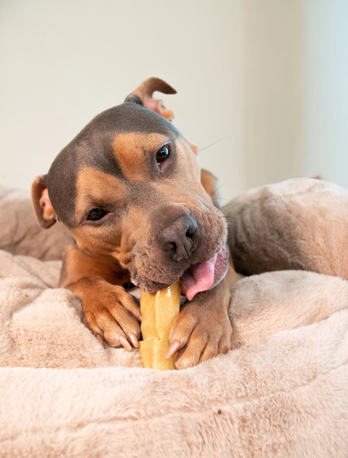 better habit dog