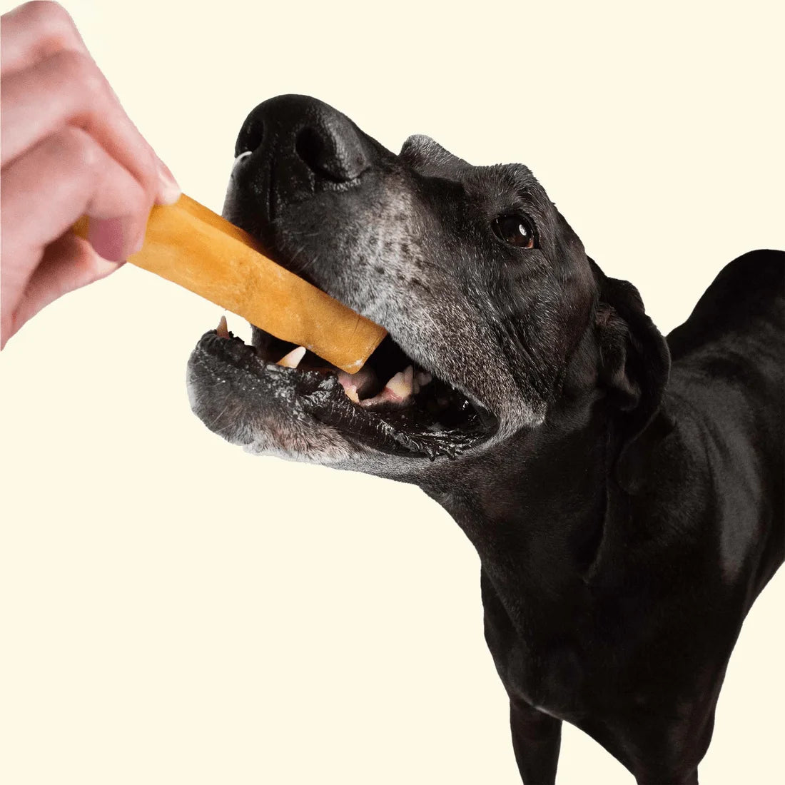 dog receiving chew