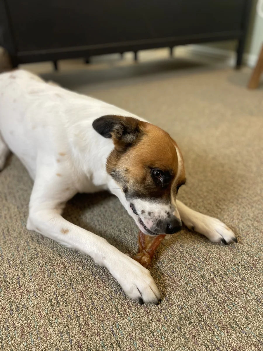 Supports Healthy Chewing Habits