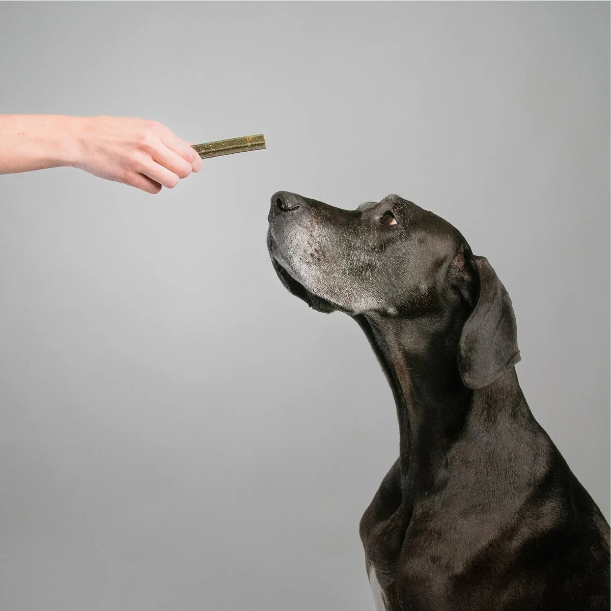 right outlet dog