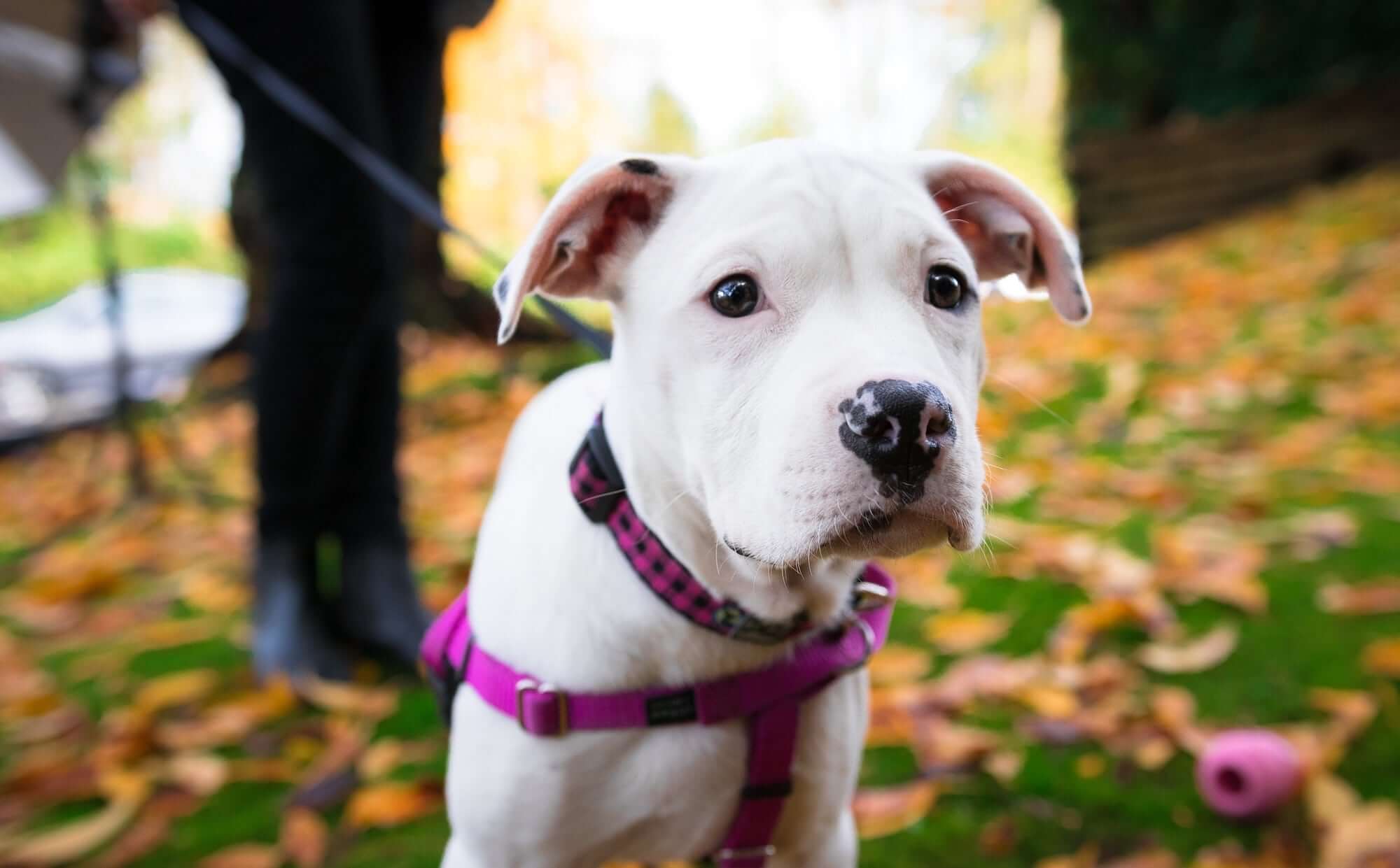 Leash Walking