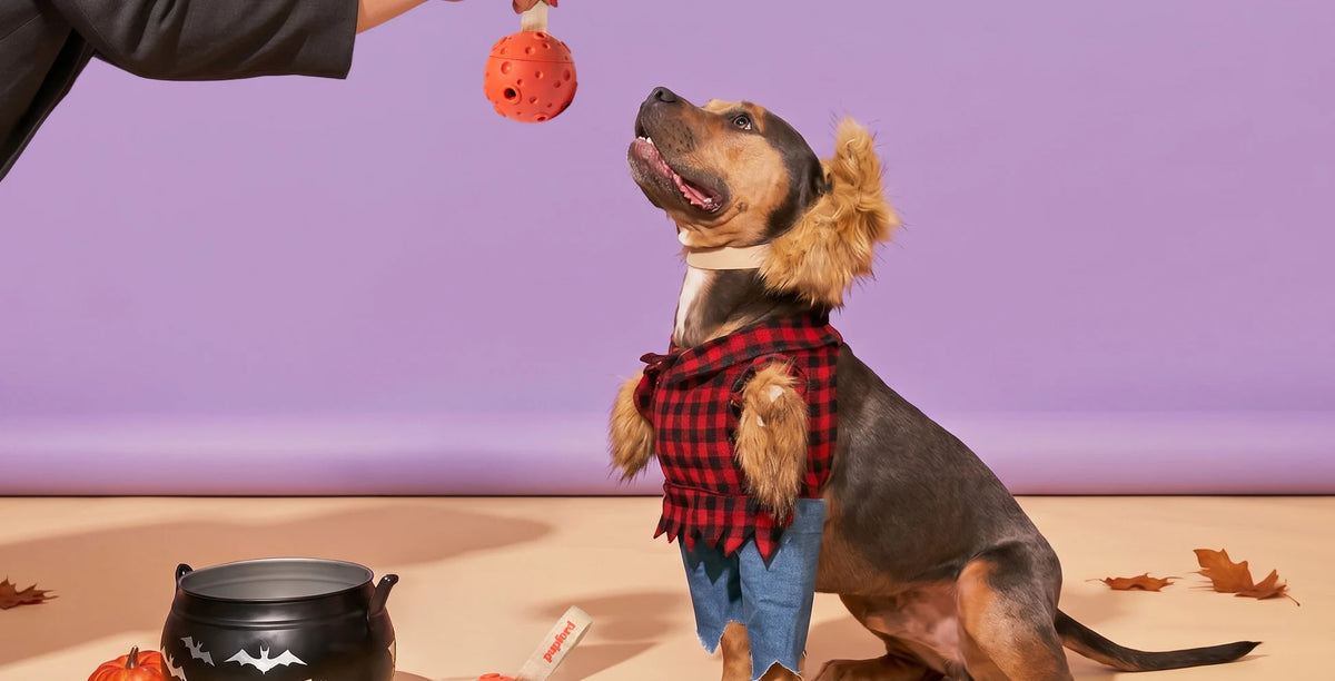 Dog in a Halloween costume looking up at an orange MoonBall