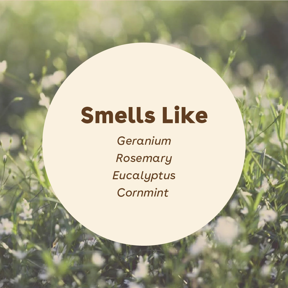 original scent sudsy smells like geranium, rosemary, eucalyptus, and cornmint | Pupford