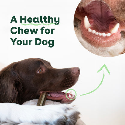 Dental Chews