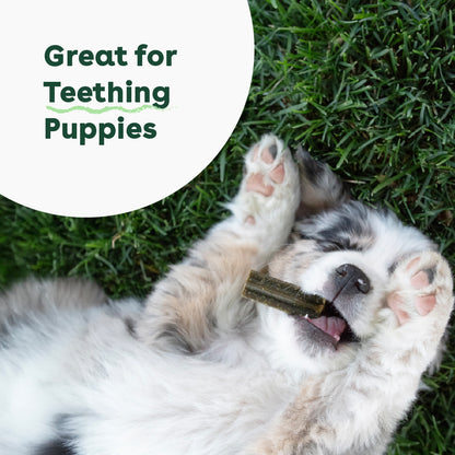 Dental Chews