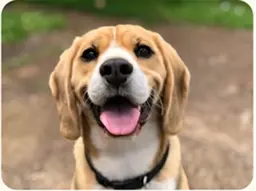 Luna - Rescue Dog