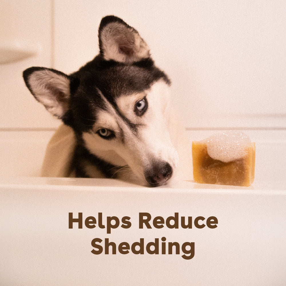 shampoo bar that helps reduce dog shedding | Pupford