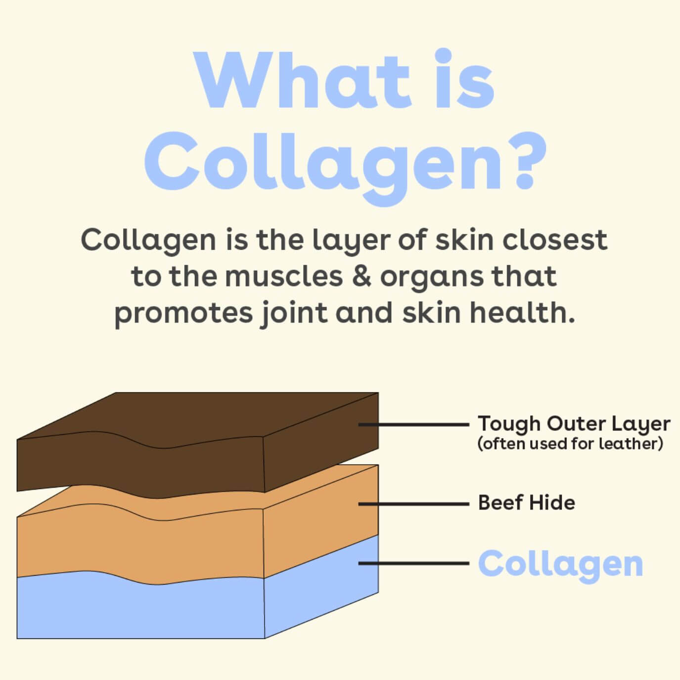 what is collagen image with text saying "collagen is the layer of skin closest to the muscles & organs that promotes joint and skin health" and showing the different layers | Pupford