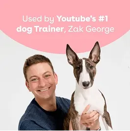 Zak George - YouTube's #1 Dog Trainer